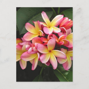 Rosa und gelbe Plumeria Tropische Blume Postkarte