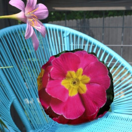 Rosa und gelbe Primrosen Helle Blütenblüte Botanis Rundes Kissen