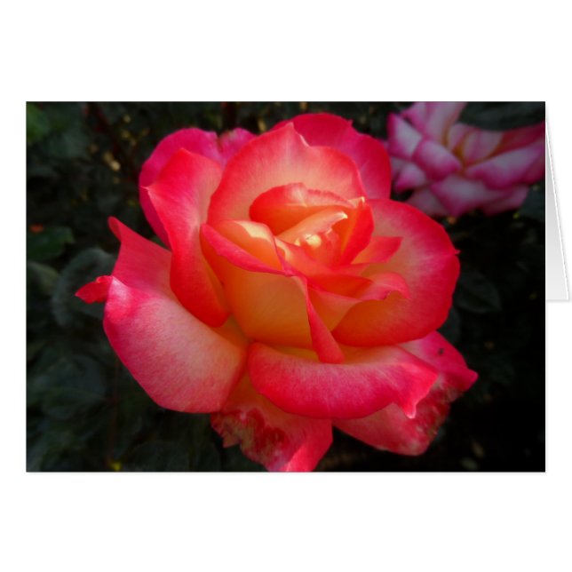 Rosa und Gelbe Rose (Vorderseite (Horizontal))