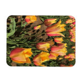 Rosa und gelbe Tulpen Magnet (Horizontal)