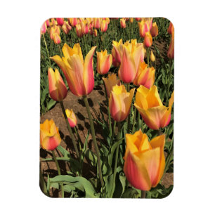 Rosa und gelbe Tulpen Magnet