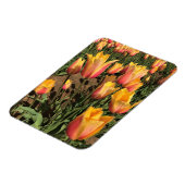 Rosa und gelbe Tulpen Magnet (Linke Seite)