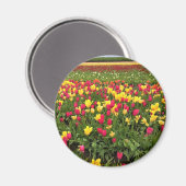 Rosa und gelbe Tulpen, Oregon Magnet (Vorderseite/Rückseite)