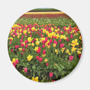 Rosa und gelbe Tulpen, Oregon Magnet
