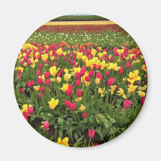 Rosa und gelbe Tulpen, Oregon Magnet (Vorne)