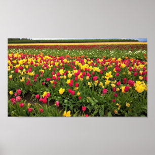 Rosa und gelbe Tulpen, Oregon Poster