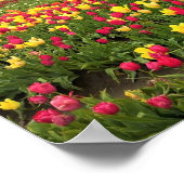 Rosa und gelbe Tulpen, Oregon Poster (Ecke)
