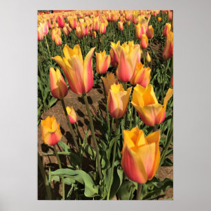 Rosa und gelbe Tulpen Poster