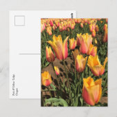 Rosa und gelbe Tulpen Postkarte (Vorne/Hinten)