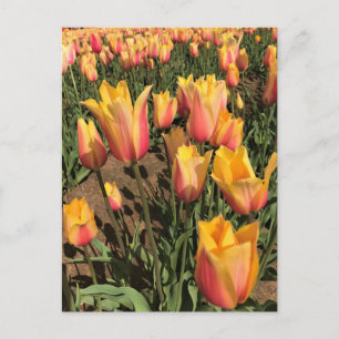 Rosa und gelbe Tulpen Postkarte