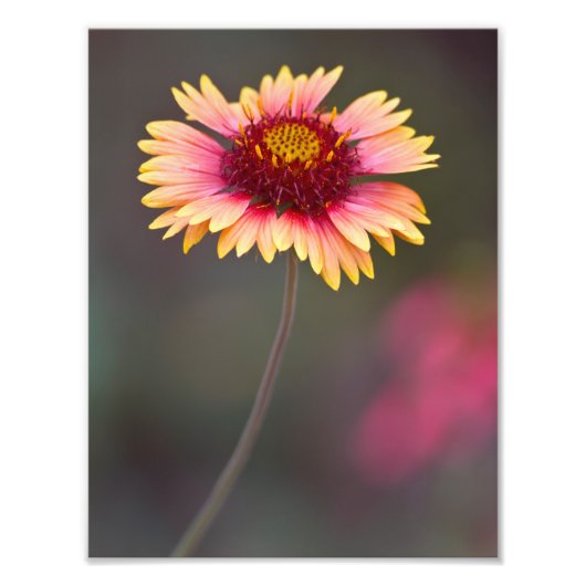 Rosa und Gelbe Wüste Fotodruck (Vorne)