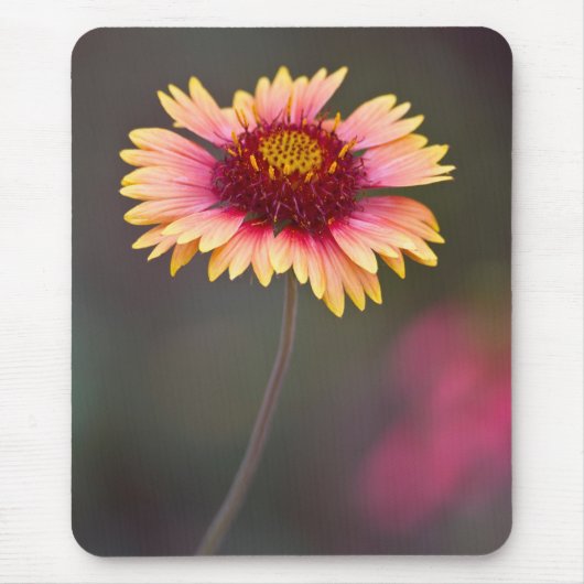 Rosa und Gelbe Wüste Mousepad (Vorne)