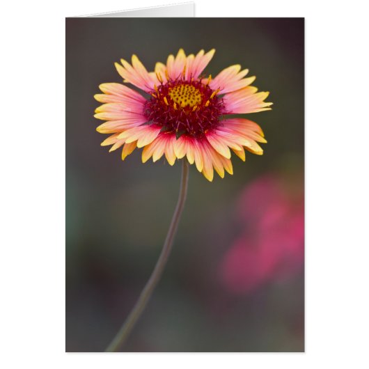 Rosa und gelbe Wüstenmargerite (Vorne)