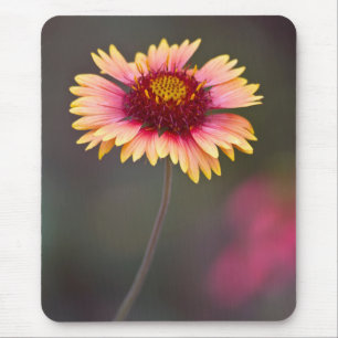 Rosa und gelbe Wüstenmargerite Mousepad