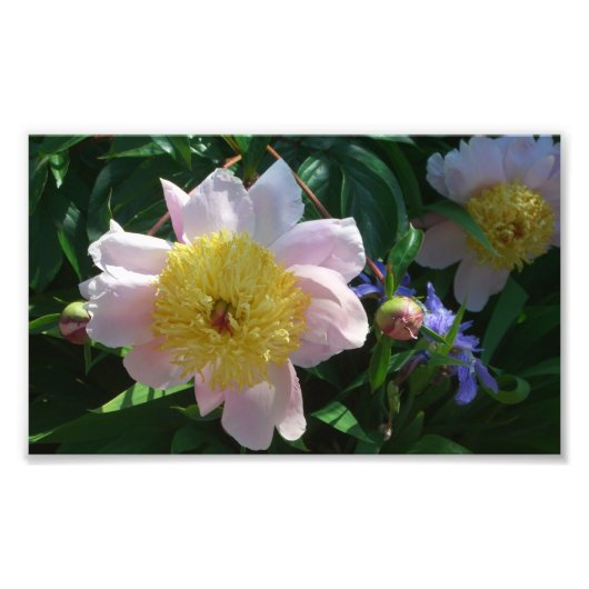 Rosa und gelbe Zinnen Schöne Blüten Fotodruck (Vorne)