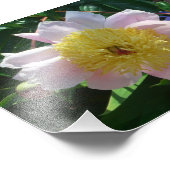 Rosa und gelbe Zinnen Schöne Blüten Fotodruck (Ecke)