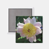 Rosa und gelbe Zinnen Schöne Blüten Magnet (Vorderseite/Rückseite)