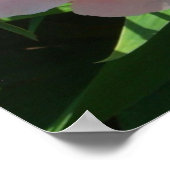 Rosa und gelbe Zinnen Schöne Blüten Poster (Ecke)