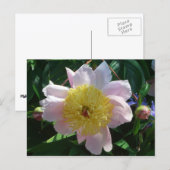 Rosa und gelbe Zinnen Schöne Blüten Postkarte (Vorne/Hinten)