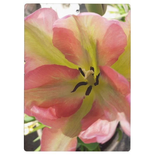 Rosa und Gelbfärbung Klemmbrett (Rückseite)