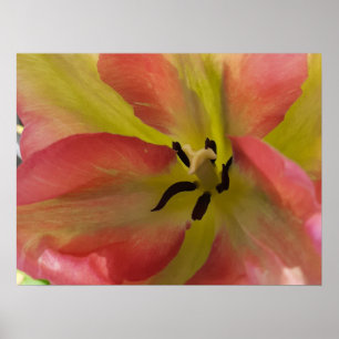 Rosa und Gelbfärbung Poster