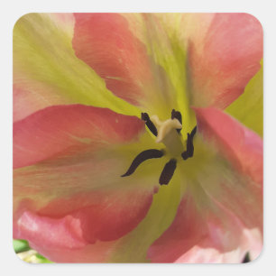 Rosa und Gelbfärbung Quadratischer Aufkleber