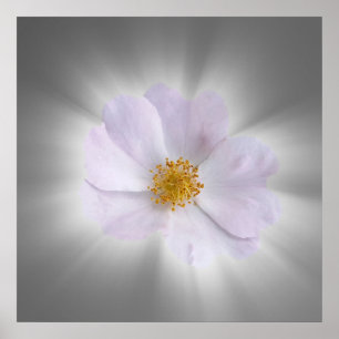 rosa und grau poster
