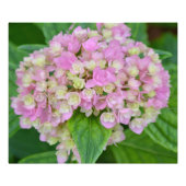 Rosa und grüne Hydrangea Fotodruck (Vorne)