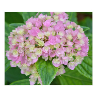 Rosa und grüne Hydrangea Fotodruck