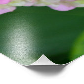 Rosa und grüne Hydrangea Fotodruck (Ecke)