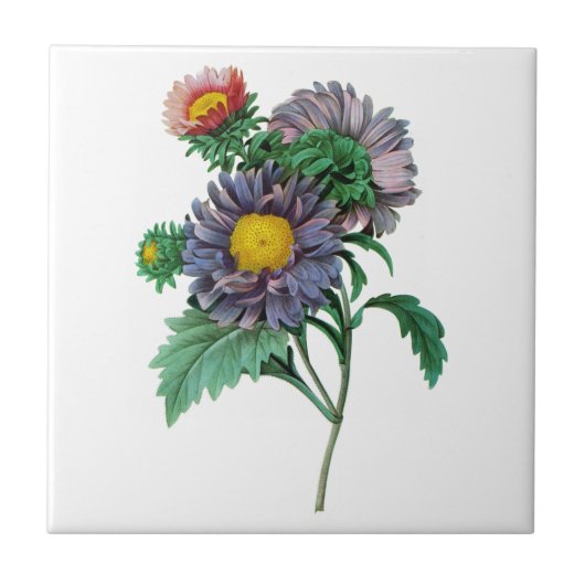 Rosa und Lila Aster von Pierre-Joseph Redouté Fliese (Vorderseite)
