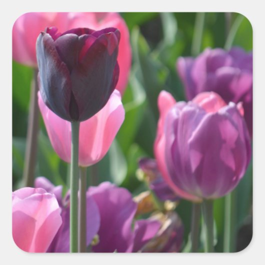 Rosa und Lila Aufkleber (Vorderseite)