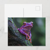 Rosa und Lila Baum Frosch Kunst Postkarte (Vorne/Hinten)