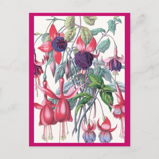 Rosa und Lila Blume, die Fuchsien beeinflussen Postkarte (Vorderseite)