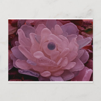 Rosa und Lila Blume Postkarte