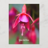 Rosa und Lila Fuchsia Postkarte (Vorderseite)