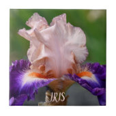 Rosa und Lila gebärfähige Irisblüte Fliese (Vorderseite)