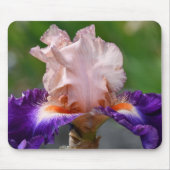 Rosa und Lila gebärfähige Irisblüte Mousepad (Vorne)