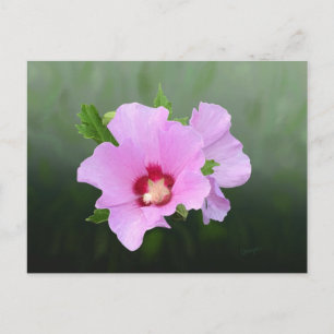 Rosa und Lila Hollyhock-Blume Postkarte