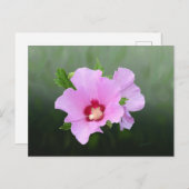 Rosa und Lila Hollyhock-Blume Postkarte (Vorne/Hinten)