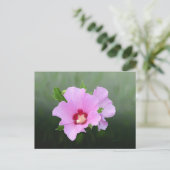 Rosa und Lila Hollyhock-Blume Postkarte (Stehend Vorderseite)