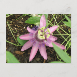 Rosa und Lila Passionsblume Postkarte