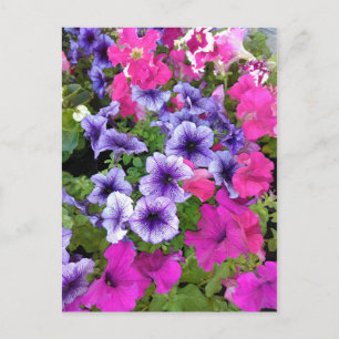 Rosa und Lila Petunia Blossom Postkarte