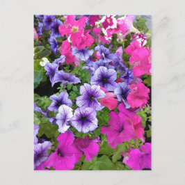 Rosa und Lila Petunia Blossom Postkarte