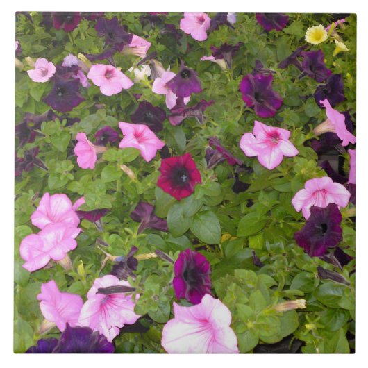 Rosa und Lila Petunia Blume Tile Fliese (Vorderseite)