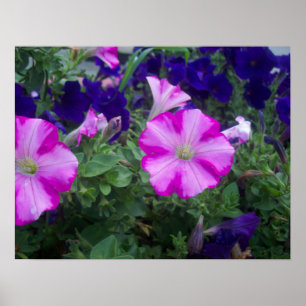 Rosa und Lila Petunias Poster