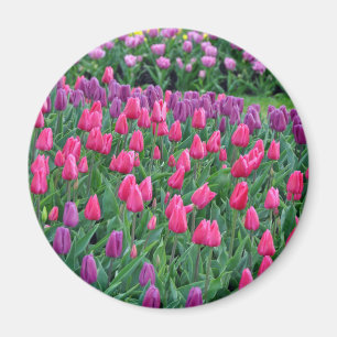 Rosa und lila Tulpen Frühjahrsgarten Magnet