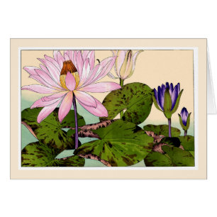 Rosa und Lila Wasserlilien, botanische Kunstkarte