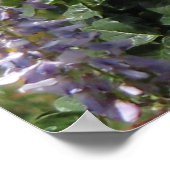 Rosa und Lila Wisteria Poster (Ecke)