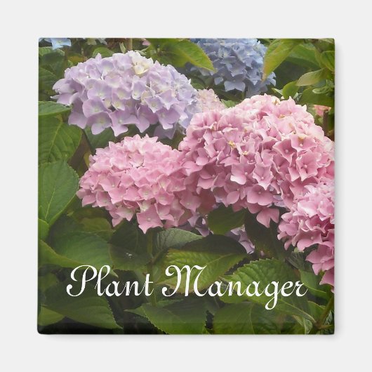Rosa und Mauve Hydrangeas Magnet (Vorne)